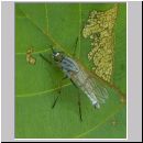 Thereva sp - Stilettfliege 02a 11mm.jpg